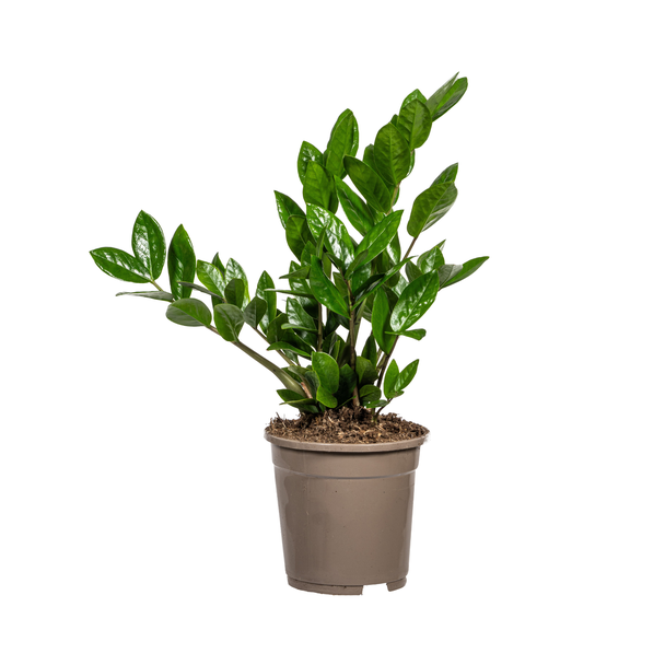De ZZ-plant, Groene Plant, Onderhoudsvriendelijk, Zamioculcas Zamiifolia Ø17cm - ↕40cm