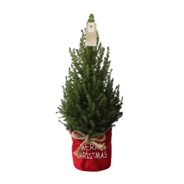 Kleine Kerstboom in Xmas Bag rood- 70 cm - Picea Glauca Conica