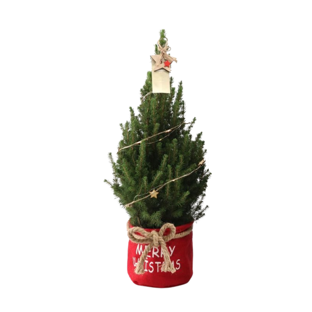 Kleine Kerstboom in Xmas Bag rood - 70 cm - Picea Glauca Conica - Sterverlichting inclusief batterijen