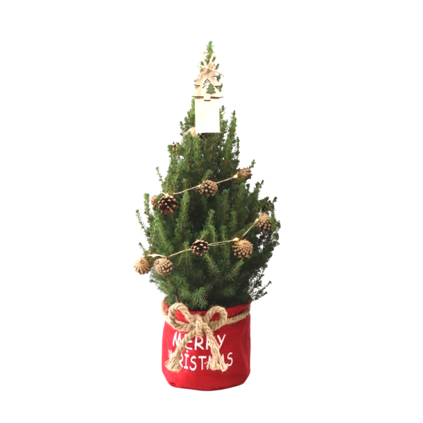Kleine Kerstboom in Xmas Bag rood - 70 cm - Picea Glauca Conica - Dennenappelverlichting inclusief batterijen