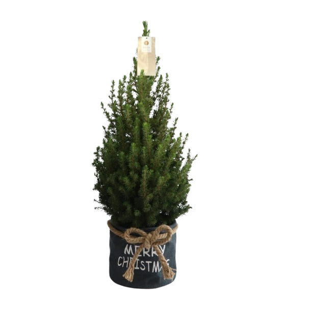 Kleine Kerstboom in Xmas Bag blauw - 70 cm - Picea Glauca Conica