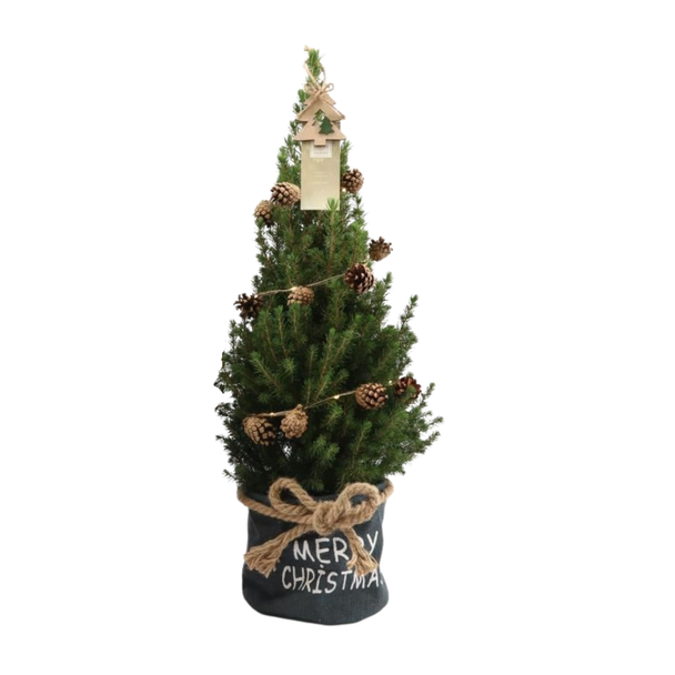 Kleine Kerstboom in Xmas Bag blauw - 70 cm - Picea Glauca Conica - Dennenappelverlichting inclusief batterijen