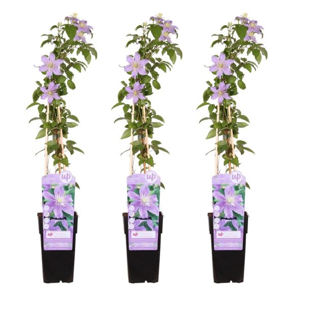 Set van 3 Clematis Justa planten geleverd
