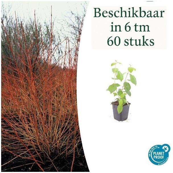 6 tot 60 Stuks Kornoelje 'Midwintervuur', Heester, s Winters mooie Rode Takken, Voorjaar Witte bloementjes, Donkerpaarse Besachtige vruchten, Cornus sang.  Midwinter Fire  - ↕10-25cm - Ø9cm