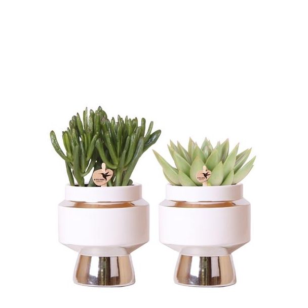 KadoSet! 2 Succulnten in Sierpot, Vetplant, Kamerant, Terrasplant, Balkonplant, Kolibri Greens | Succulenten set van 2 planten in zilveren Le Chic sierpotten - keramiek  potmaat Ø9cm