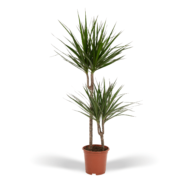 Drakenboom of Drakenbloedboom, luchtzuiverende kamerplant -  Ø19cm - ↕100cm - Dracaena Marginata