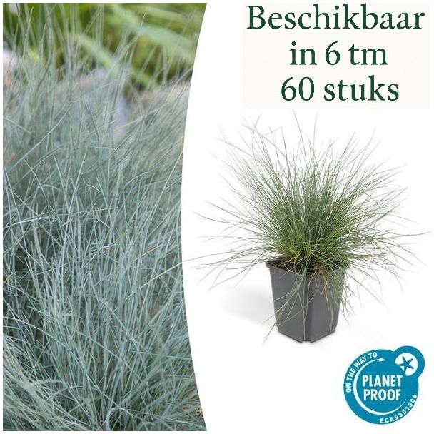 6- 60 stuks  blauw schapengras Festuca glauca 'Elijah Bleu' - ↕10-25cm - Ø9cm - siergras - viltgras