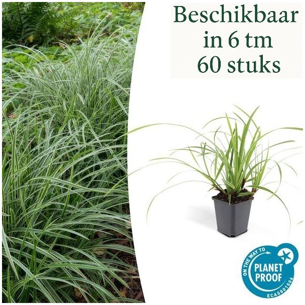 6 tot 60x Japanse zegge, Carex morrowi Ice Dance, simpele bodembedekker