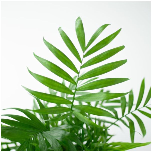Chamadorea Elegans kamerplant – 55cm hoog – inclusief Viber witte pot Ø17