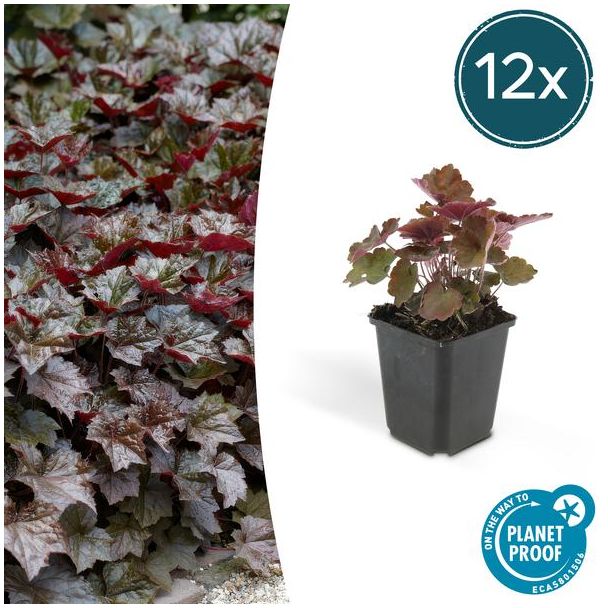 12 Stuks Sierlijk PaasKlokje, Diep Paars/Brons Blad, Bodembedekker, Heuchera mic.  Palace Purple  - ↕10-25cm - Ø9cm