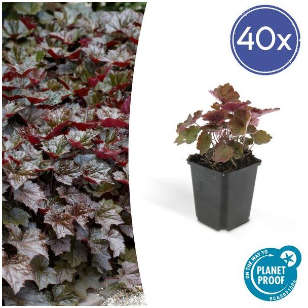 40 Stuks Sierlijk PaasKlokje, Diep Paars/Brons Blad, Bodembedekker, Heuchera mic.  Palace Purple  - ↕10-25cm - Ø9cm
