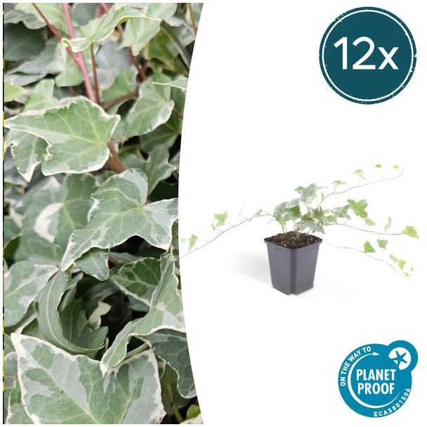 12 Stuks Klimop, Groen Blad met ZilverWitte Nerven, Haag, Hedera helix  Glacier  - ↕10-25cm - Ø9cm