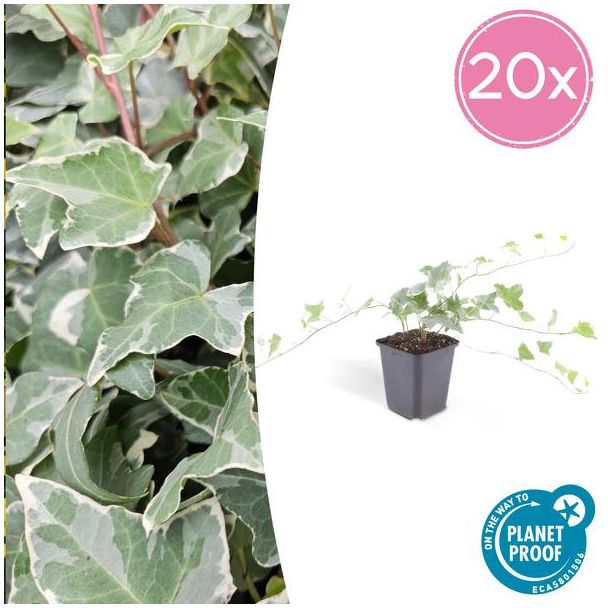 20 Stuks Klimop, Groen Blad met ZilverWitte Nerven, Haag, Hedera helix  Glacier  - ↕10-25cm - Ø9cm