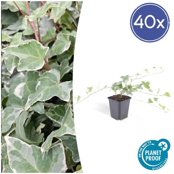 40 Stuks Klimop, Groen Blad met ZilverWitte Nerven, Haag, Hedera helix  Glacier  - ↕10-25cm - Ø9cm