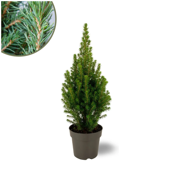 Witte Spar Picea glauca 'Perfecta' hoogte ↨40 cm - Ø15 cm  Perfect voor Terrassen en Borders!