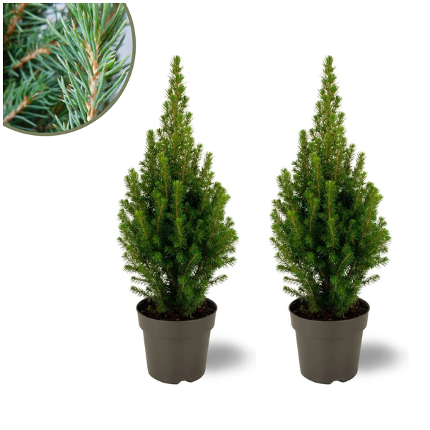 2x Witte Spar Picea glauca 'Perfecta' hoogte ↨40 cm - Ø15 cm  Perfect voor Terrassen en Borders!