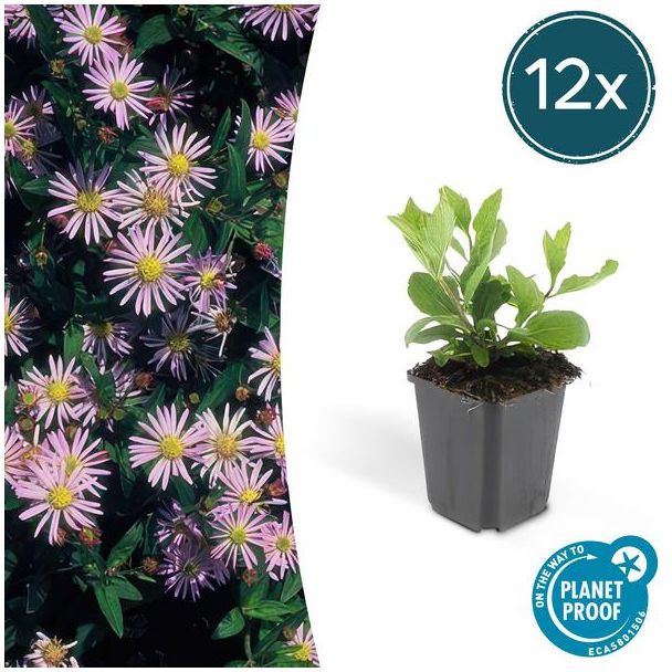 12x Herfstaster Aster ageratoides Asran ↕25cm - Ø9cm - vaste plant voor je tuin