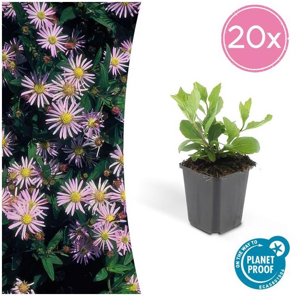 20x Herfstaster Aster ageratoides Asran ↕25cm - Ø9cm - vaste plant voor je tuin