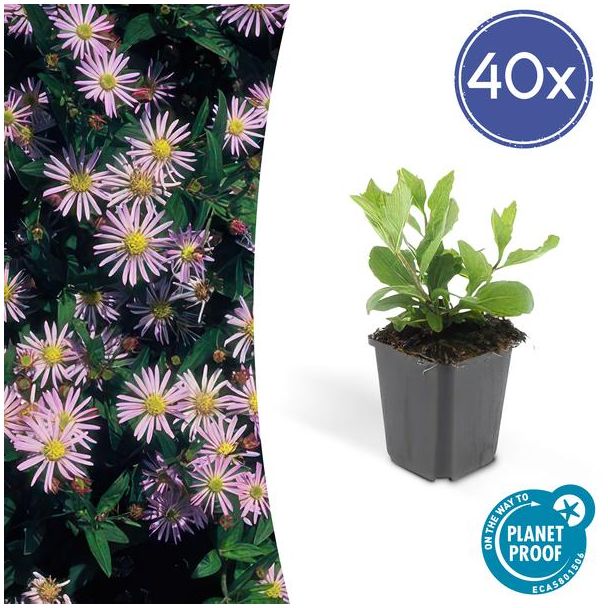 40x Herfstaster Aster ageratoides Asran ↕25cm - Ø9cm - vaste plant voor je tuin