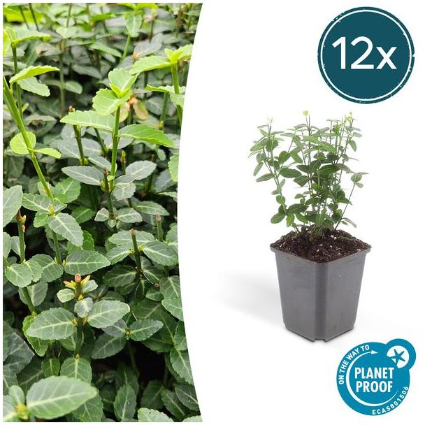 12x kleinbladige kardinaalsmuts Euonymus fortunei radicans ca ↕25cm - Ø9cm