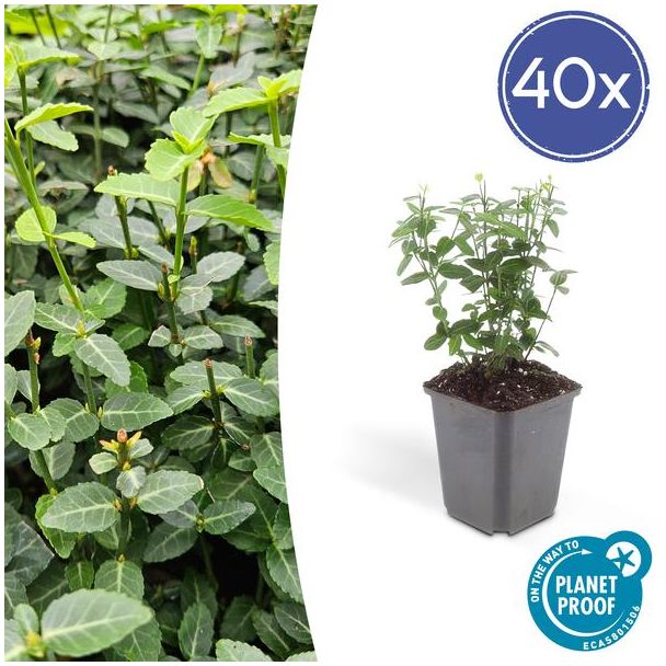 40 Stuks Kardinaalsmuts, Sterke Groenblijvende Winterhard Tuinplant, Bodembedekker, Haag, Euonymus fortunei radicans ca ↕25cm - Ø9cm