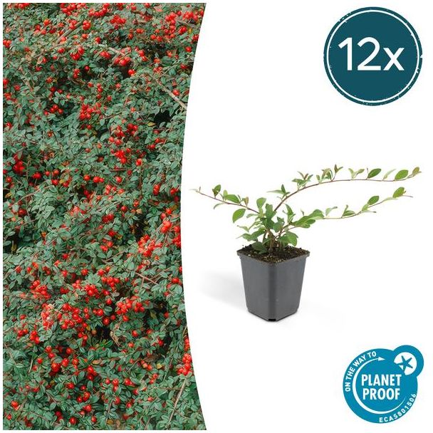 12x Dwergmispel 'Major' Cotoneaster dammeri  ↕25cm - Ø9cm sterke  winterharde bodembedekker