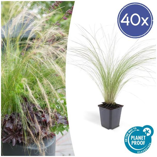 40x Mexicaans vedergras Stipa tenuissima 'Ponytails' - ↕10-25cm - Ø9cm