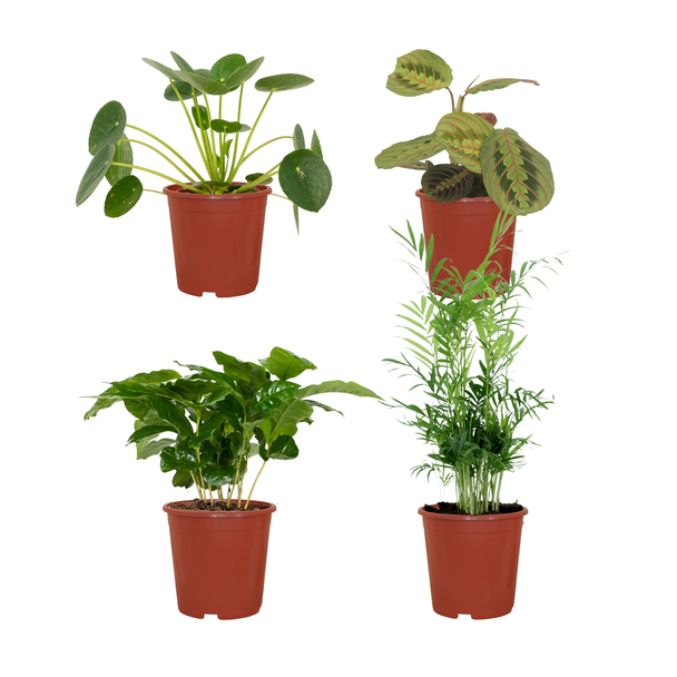 Plantenset Diervriendelijk - 4 kamerplanten - Niet giftige kamerplanten - ↕20-40cm