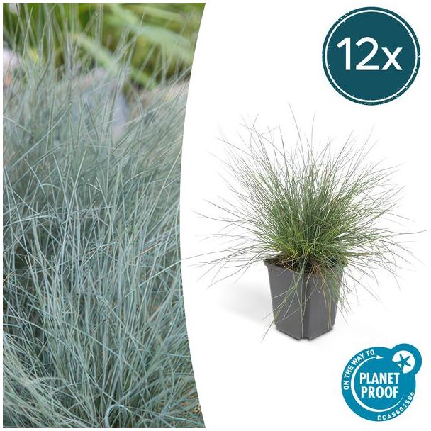 12x blauw schapengras Festuca glauca 'Elijah Bleu' - ↕10-25cm - Ø9cm - siergras - viltgras