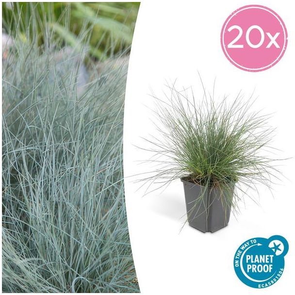 20x blauw schapengras Festuca glauca 'Elijah Bleu' - ↕10-25cm - Ø9cm - siergras - viltgras