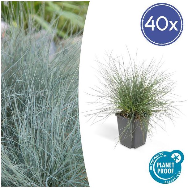 40x blauw schapengras Festuca glauca 'Elijah Bleu' - ↕10-25cm - Ø9cm - siergras - viltgras
