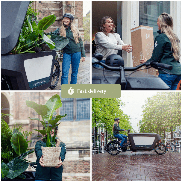 Makkelijke plantenbox - 4 kamerplanten - Diverse hoogtes - Ø14-Ø17