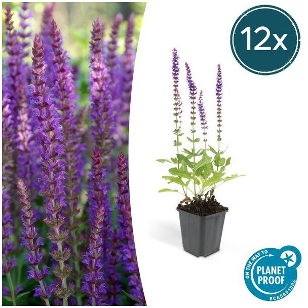12 Stuks, Bos-Salie of Ostfriesland’, Rijke Paarse Bloemen, Salvia nem.  Ostfriesland  - ↕10-25cm - Ø9cm
