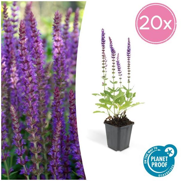 20 Stuks, Bos-Salie of Ostfriesland’, Rijke Paarse Bloemen, Salvia nem.  Ostfriesland  - ↕10-25cm - Ø9cm