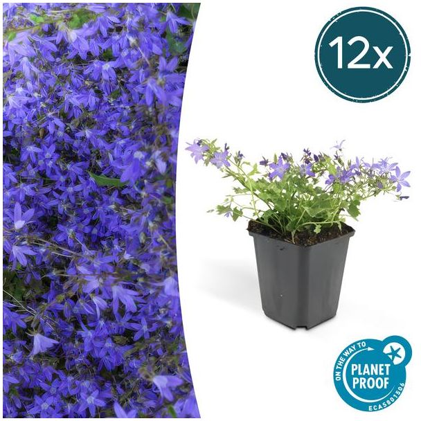 12x Klokjesbloem Campanula poscharskyana 'Stella'  ↕10-20cm - Ø9cm -  ideaal voor borders en bodembedekker
