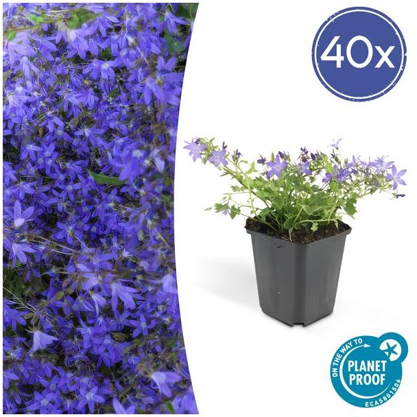 40x Klokjesbloem Campanula poscharskyana 'Stella'  ↕10-20cm - Ø9cm -  ideaal voor borders en bodembedekker