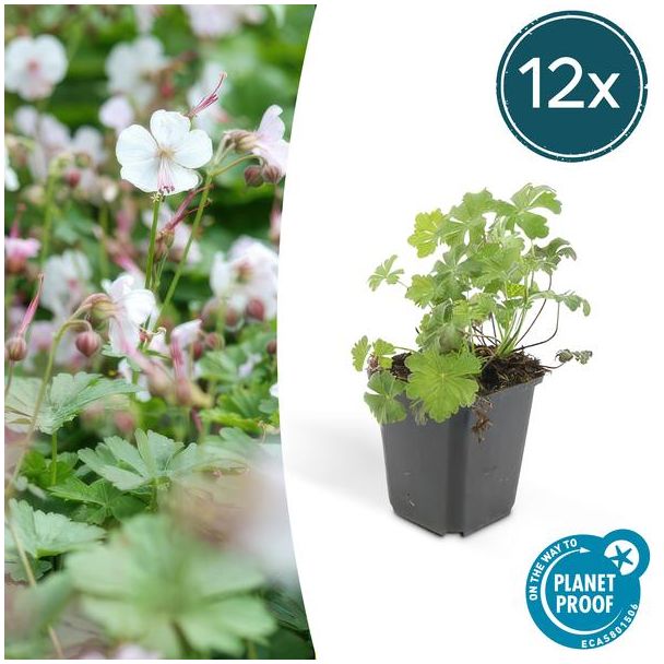 12x Geranium cantabrigiense Biokovo ca ↕10- Ø9cm  laagblijvende kruipende bodembedekker
