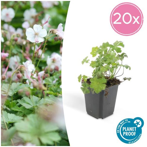20x Geranium cantabrigiense Biokovo ca ↕10- Ø9cm  laagblijvende kruipende bodembedekker
