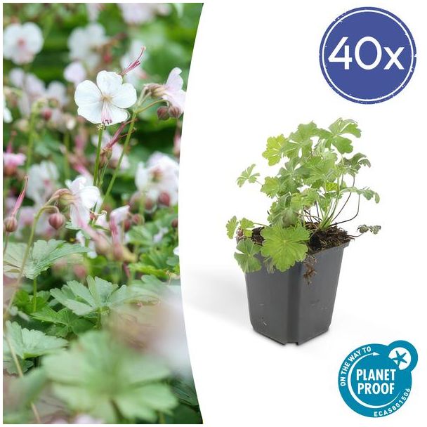 40 stuks Geranium cantabrigiense Biokovo ca ↕10- Ø9cm  laagblijvende kruipende bodembedekker
