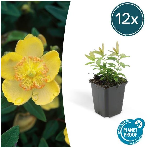 12x grote hertshooi Hypericum calycinum - ↕10-25cm - Ø9cm - aantrekkelijke bodembedekker
