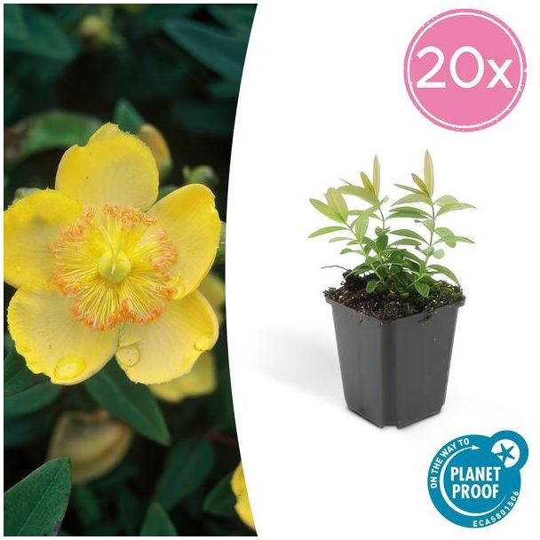 20x grote hertshooi Hypericum calycinum - ↕10-25cm - Ø9cm - aantrekkelijke bodembedekker