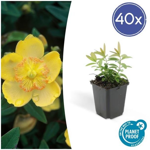 40x grote hertshooi Hypericum calycinum - ↕10-25cm - Ø9cm - aantrekkelijke bodembedekker