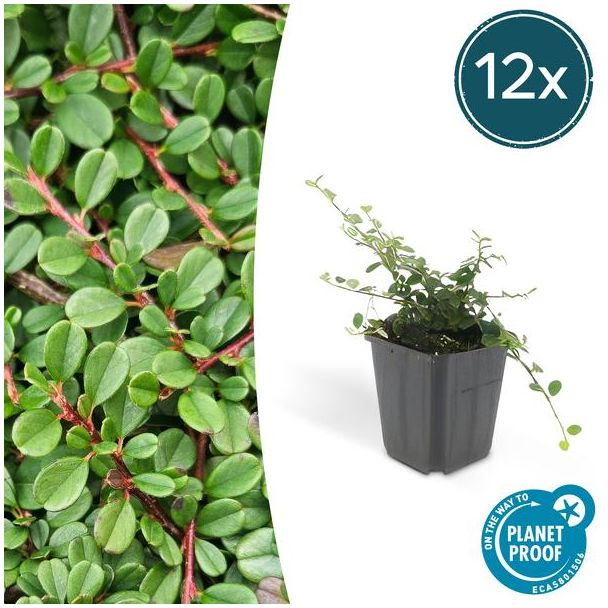 12 Stuk Dwergmispels, Veelzijdige Bodembedekker, Witte Bloementjes, Oranje/Rode Besjes in het Najaar,Cotoneaster pr.  Streib s Findling  - ↕10-25cm - Ø9cm