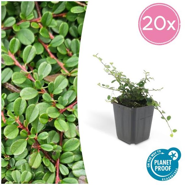 20 Stuk Dwergmispels, Veelzijdige Bodembedekker, Witte Bloementjes, Oranje/Rode Besjes in het Najaar,Cotoneaster pr.  Streib s Findling  - ↕10-25cm - Ø9cm