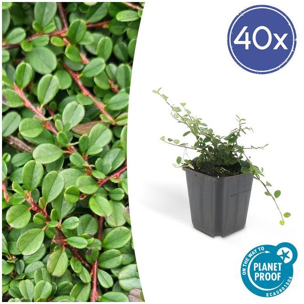 40 Stuk Dwergmispels, Veelzijdige Bodembedekker, Witte Bloementjes, Oranje/Rode Besjes in het Najaar,Cotoneaster pr.  Streib s Findling  - ↕10-25cm - Ø9cm