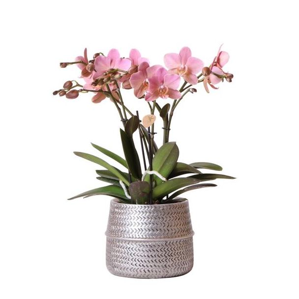 Mooie Rose VlinderOrchidee Treviso Ø12cm, in Groove Pot Zilver, Bloeiende Kamerplant