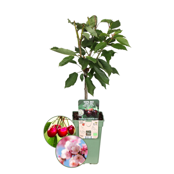 Biologische Kersenbomen Set, Prunus Avium ,Twee Smaakvolle Kersenbomen voor je Tuin,  Ø 20 cm - ↨ 60 cm