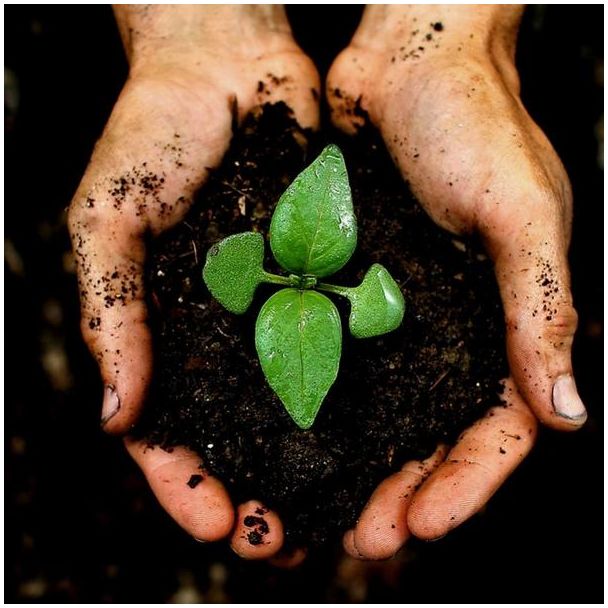 Beeld