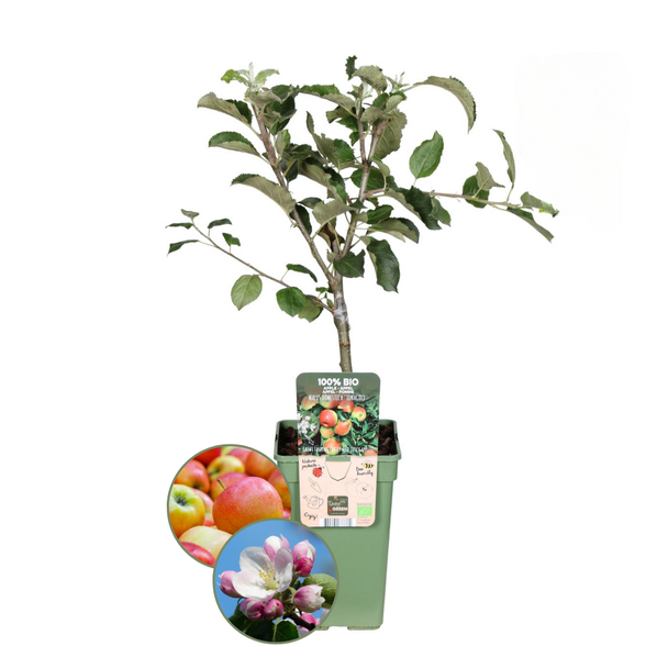100% Biologische Appelbomen Set, Appelboom Malus ,Twee Smaakvolle Appelbomen voor je Tuin,  Ø 20 cm - ↨ 60 cm