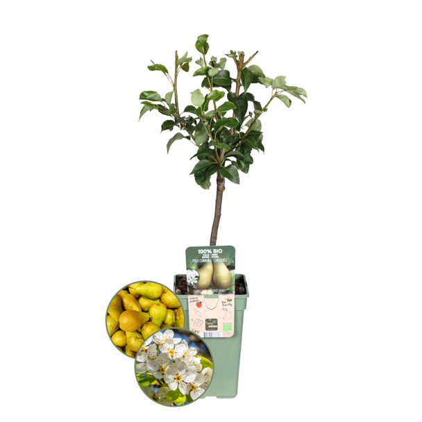 Biologische Perenbomen Set, Pyrus Communis ,Twee Smaakvolle Perenbomen voor je Tuin,  Ø 20 cm - ↨ 60 cm